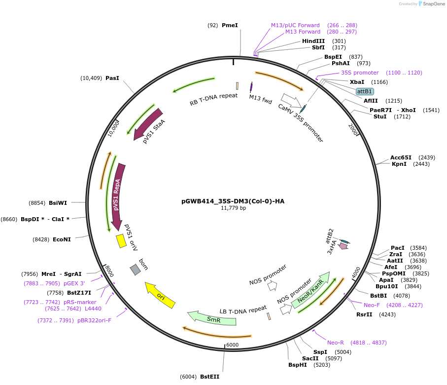 229712-plasmid-map-sequence-id-496448
