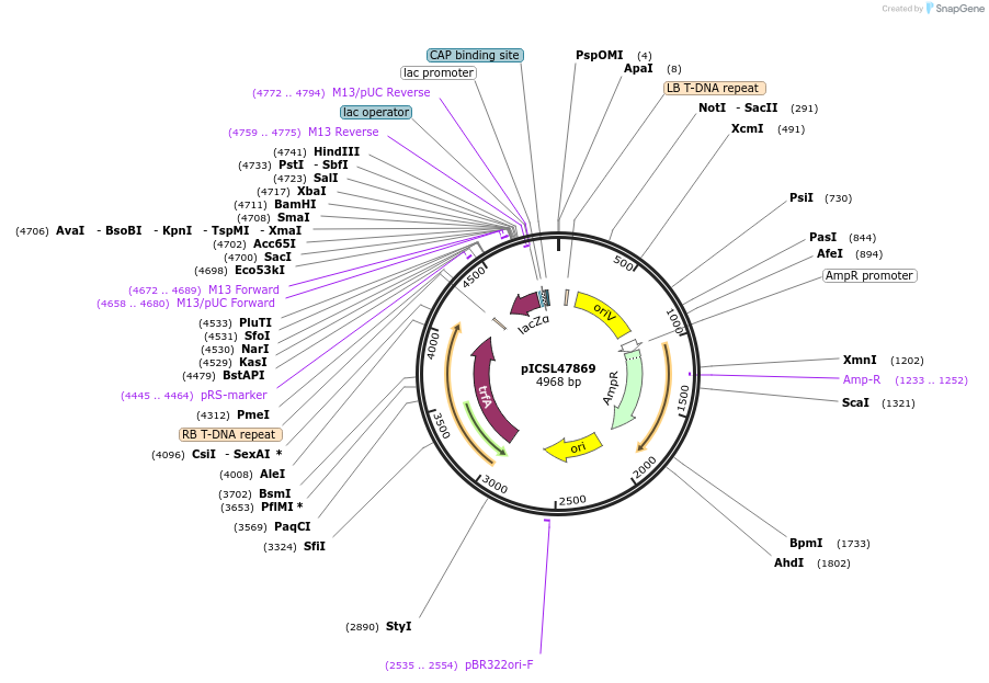 245720-plasmid-map-sequence-id-496452