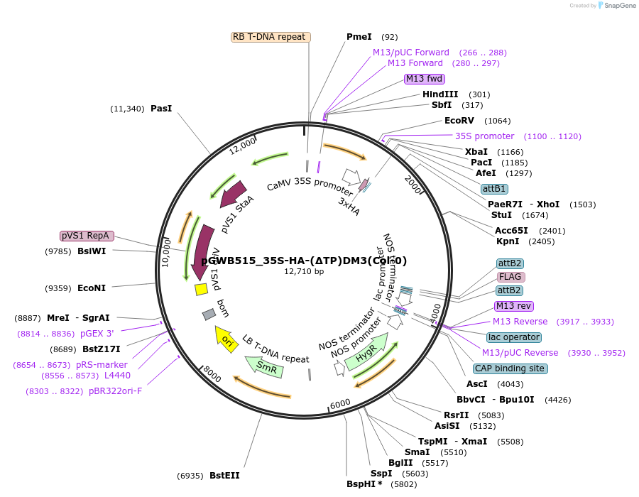 229714-plasmid-map-sequence-id-496453