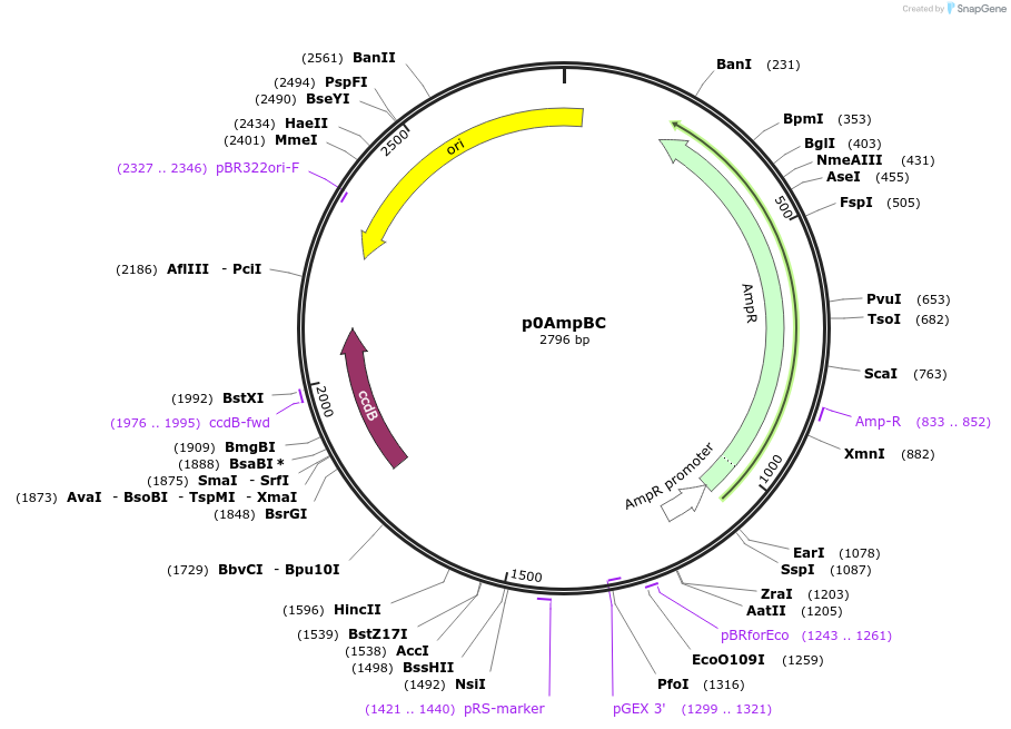 237275-plasmid-map-sequence-id-496454