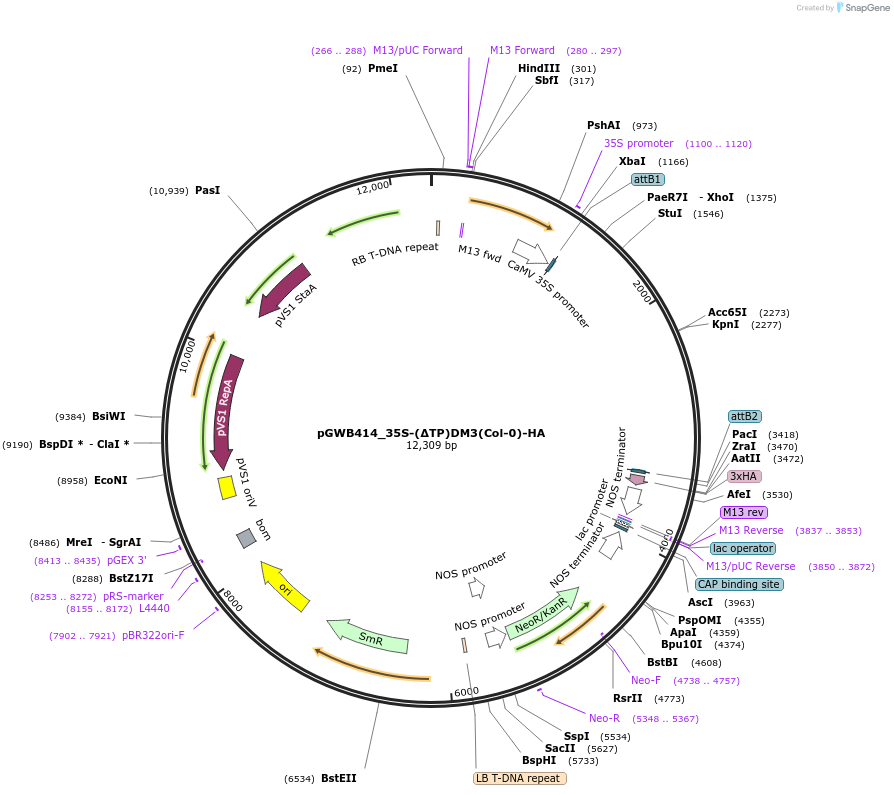 229725-plasmid-map-sequence-id-496461