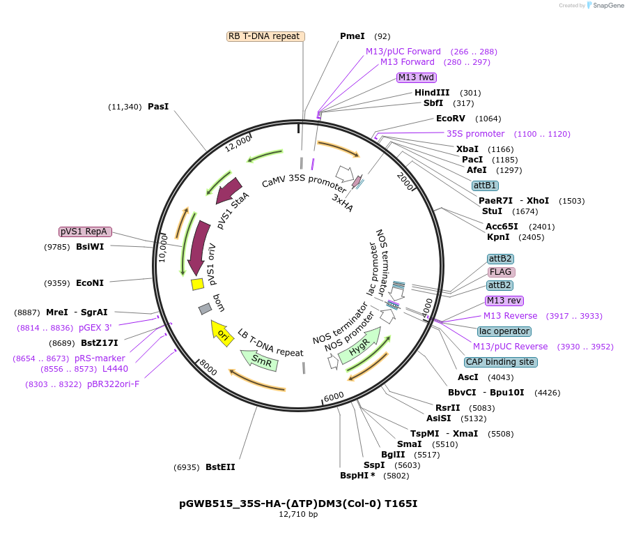 229726-plasmid-map-sequence-id-496464