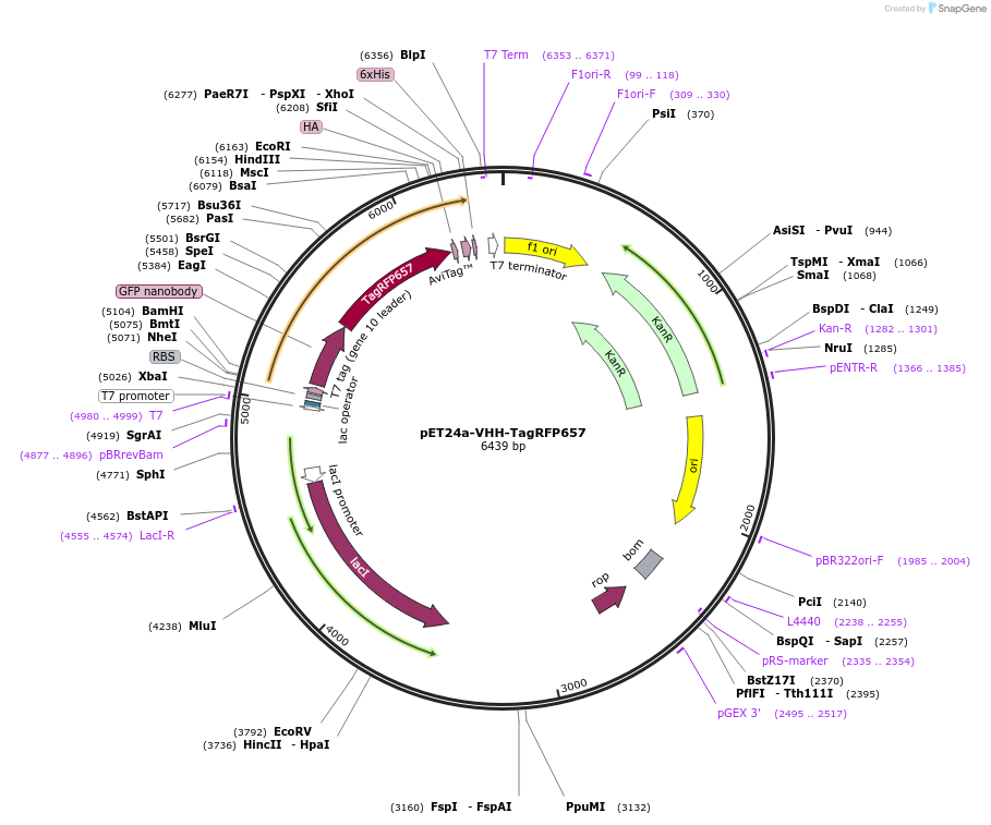 243767-plasmid-map-sequence-id-496465
