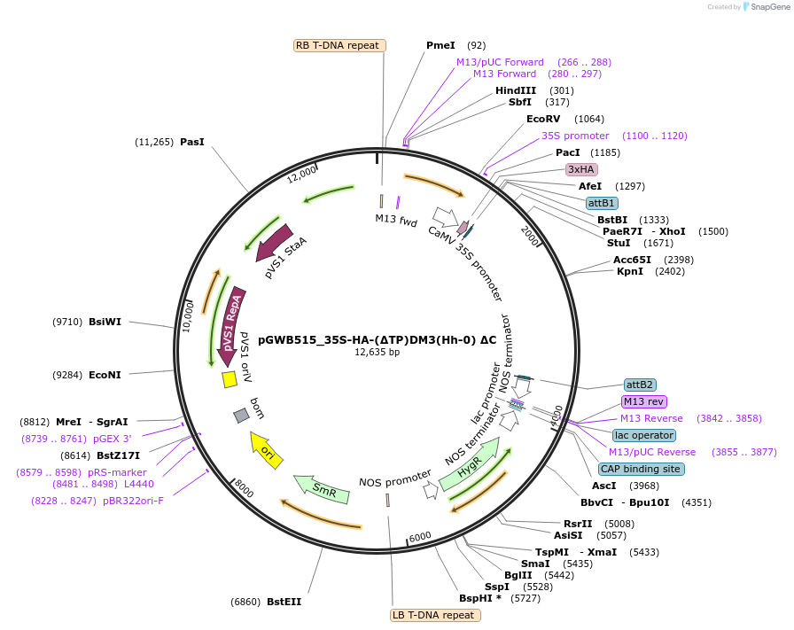 229718-plasmid-map-sequence-id-496468