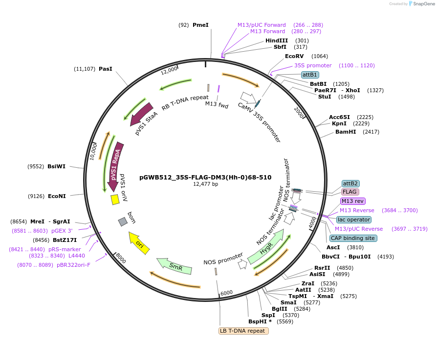 229732-plasmid-map-sequence-id-496476