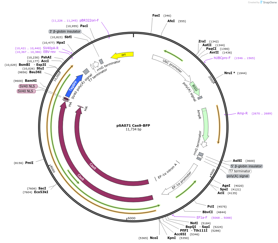249132-plasmid-map-sequence-id-496489