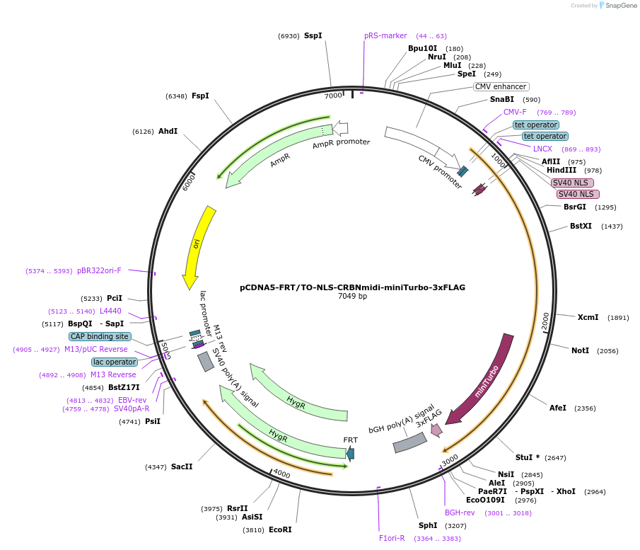 248675-plasmid-map-sequence-id-496494