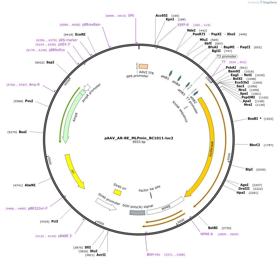 227106-plasmid-map-sequence-id-496499