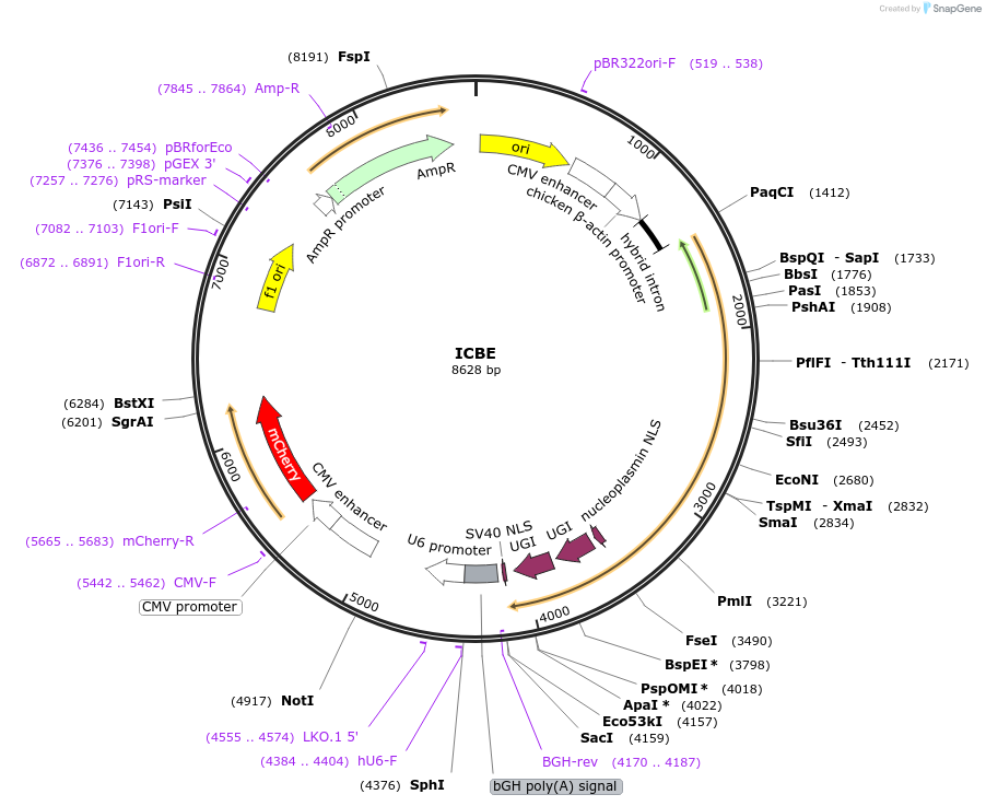 247331-plasmid-map-sequence-id-496500
