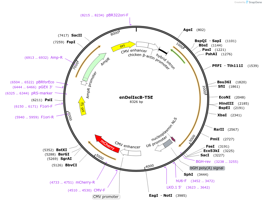 247330-plasmid-map-sequence-id-496504