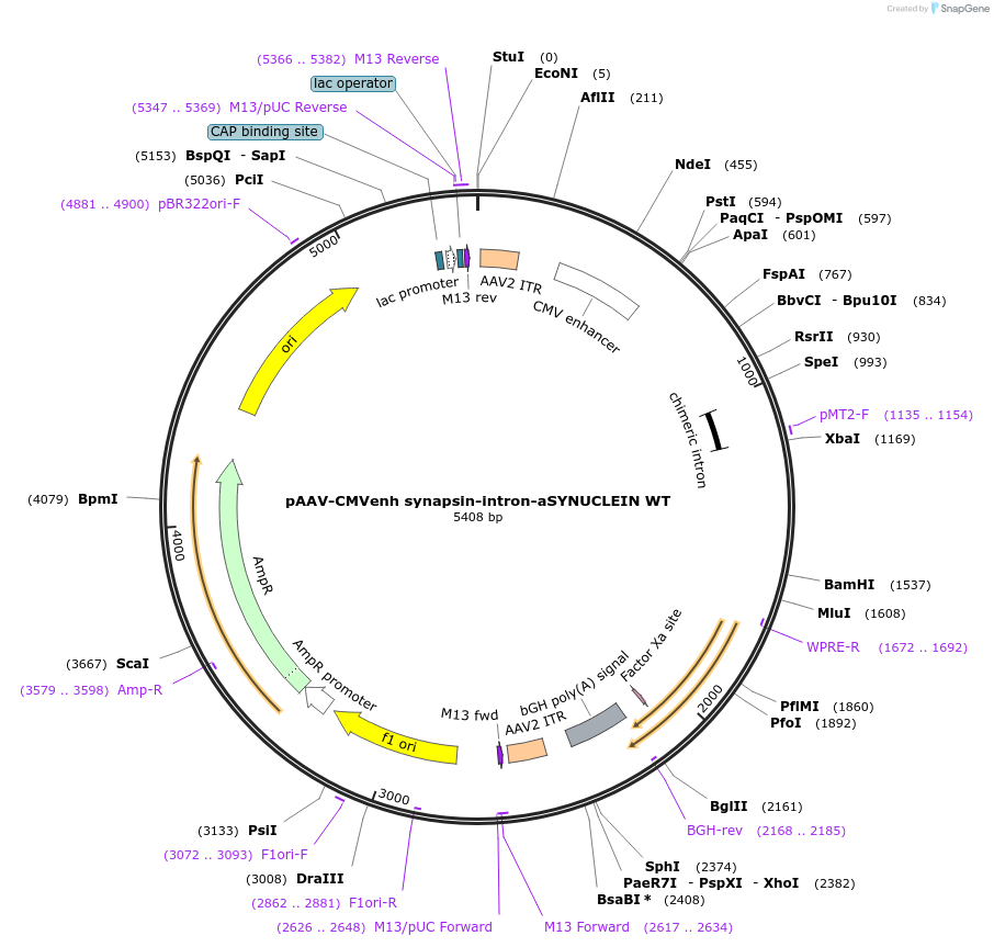 247940-plasmid-map-sequence-id-496506