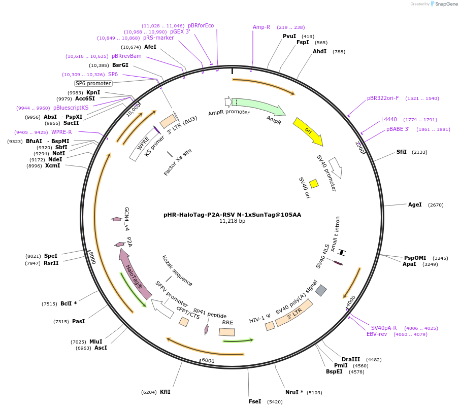 246868-plasmid-map-sequence-id-496507
