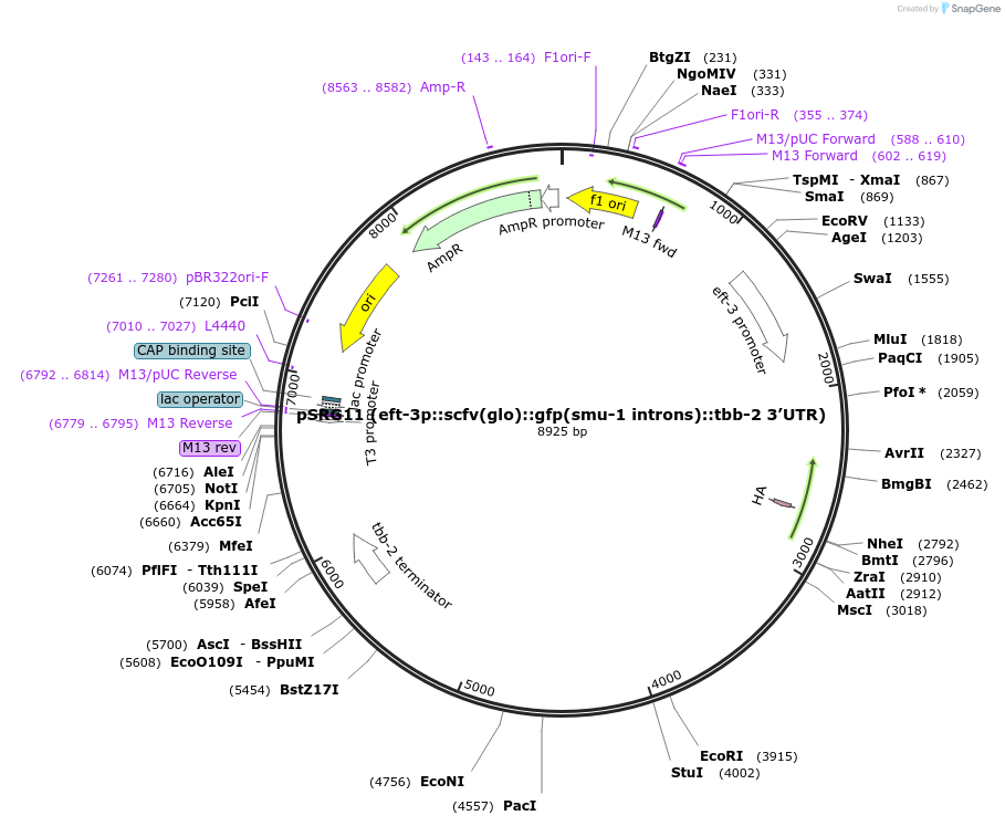 245121-plasmid-map-sequence-id-496511