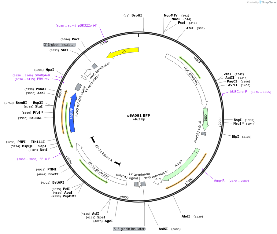 249138-plasmid-map-sequence-id-496512