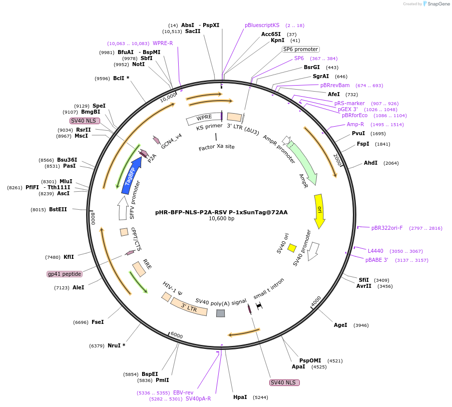 246863-plasmid-map-sequence-id-496513