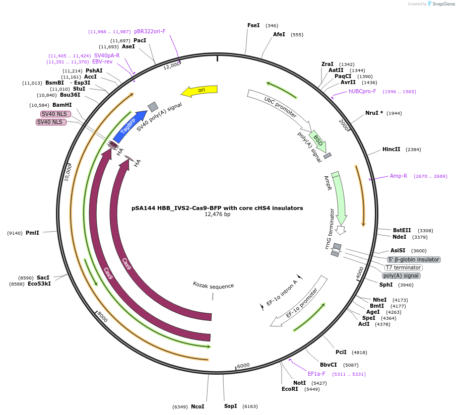 249154-plasmid-map-sequence-id-496518