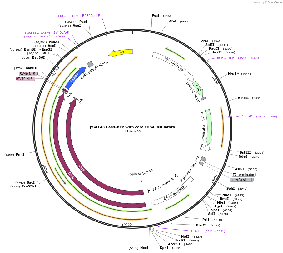 249153-plasmid-map-sequence-id-496520