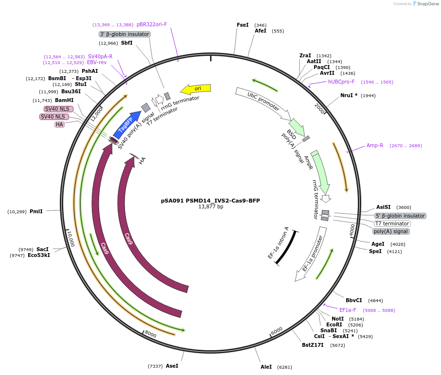 249141-plasmid-map-sequence-id-496524