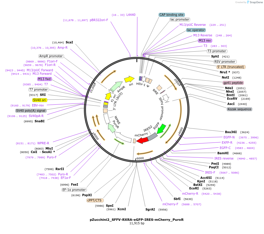 247929-plasmid-map-sequence-id-496526