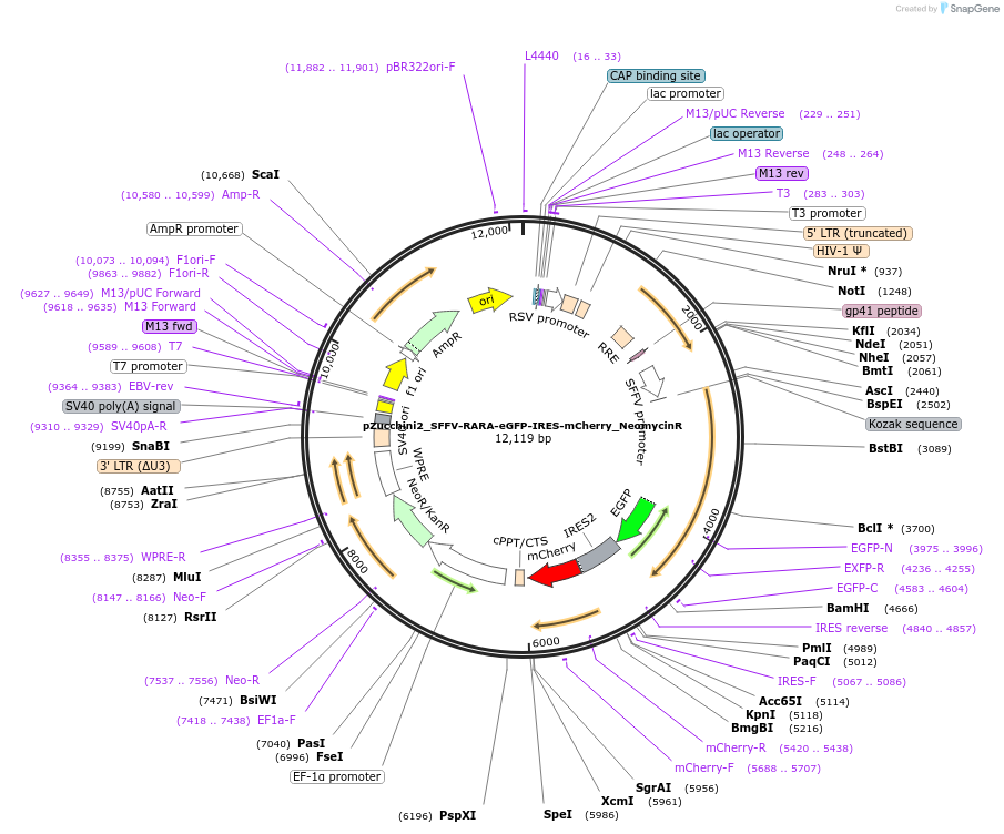 247925-plasmid-map-sequence-id-496527