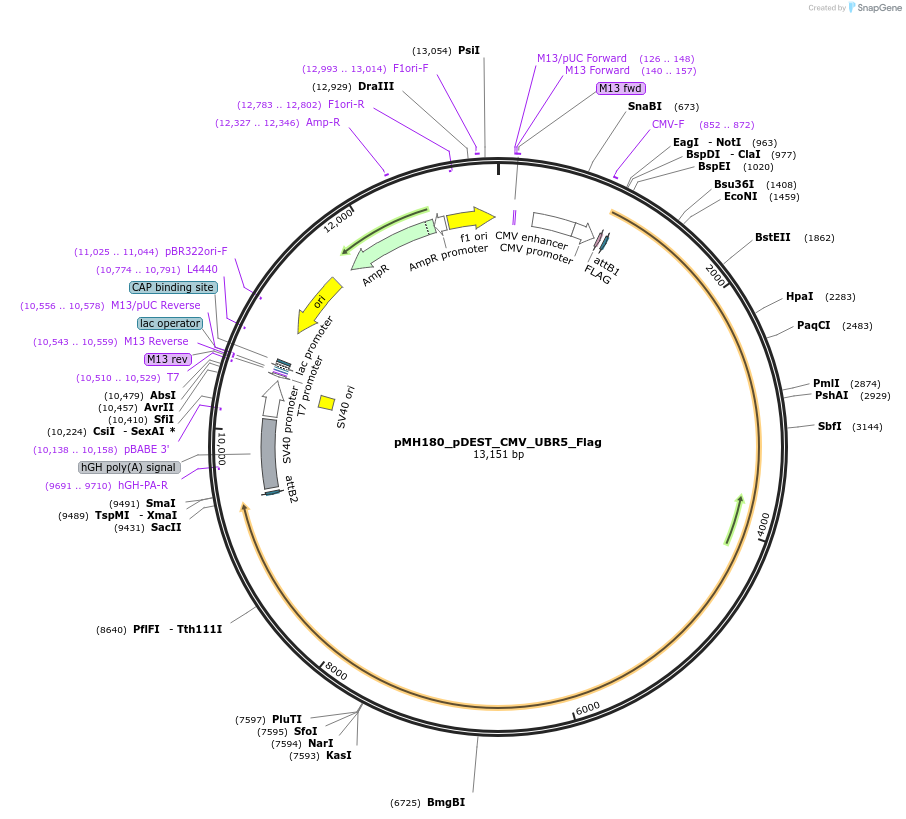 247931-plasmid-map-sequence-id-496538