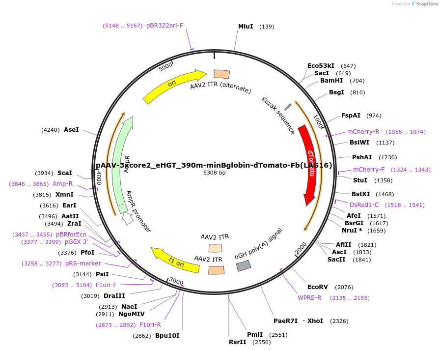 249316-plasmid-map-sequence-id-496679
