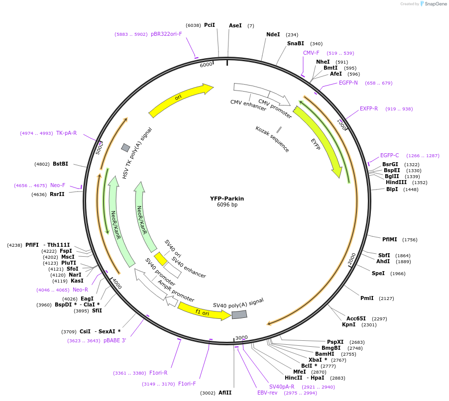 23955-plasmid-map-sequence-id-496704