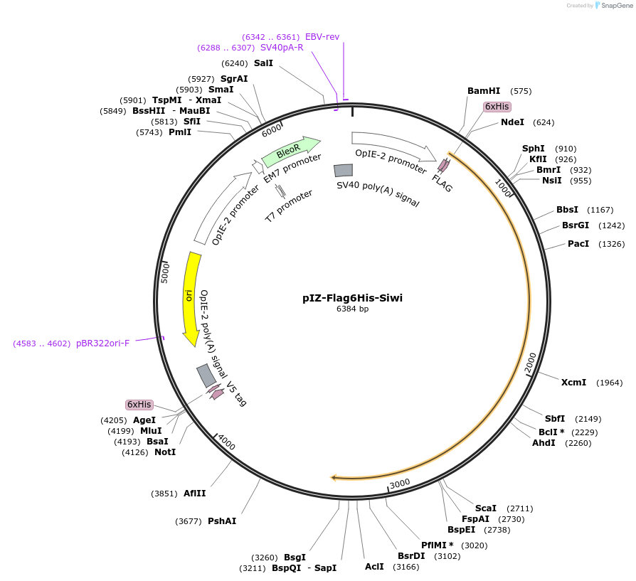 50560-plasmid-map-sequence-id-496741