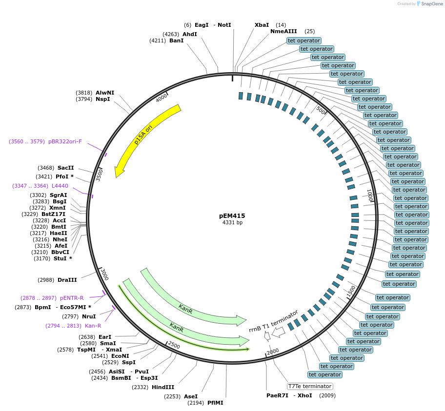 248767-plasmid-map-sequence-id-496745