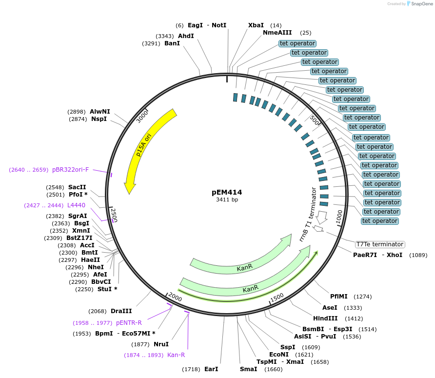 248766-plasmid-map-sequence-id-496747