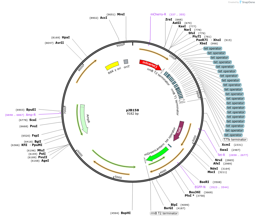 248751-plasmid-map-sequence-id-496751