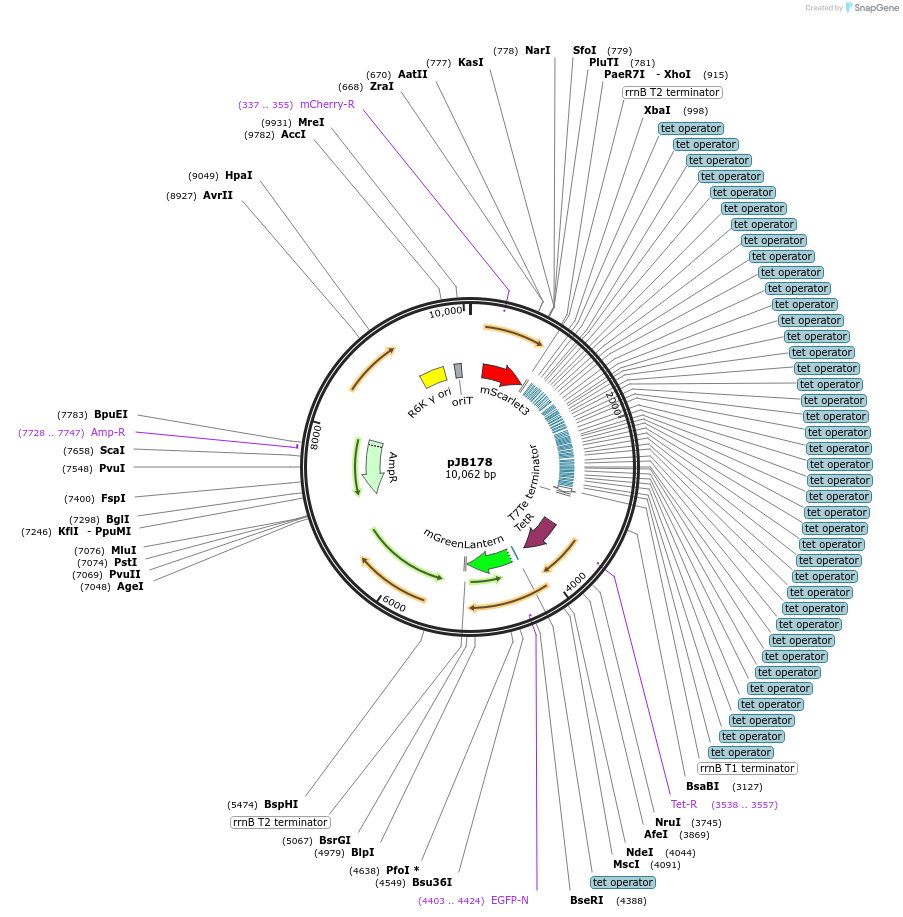 248757-plasmid-map-sequence-id-496754