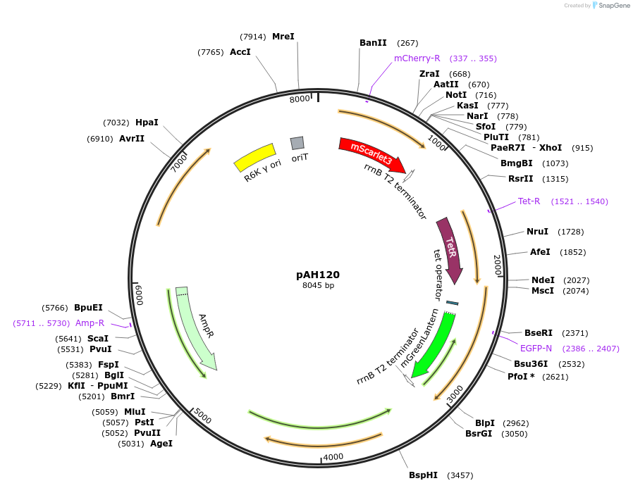 248733-plasmid-map-sequence-id-496756