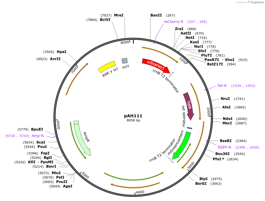 248731-plasmid-map-sequence-id-496757