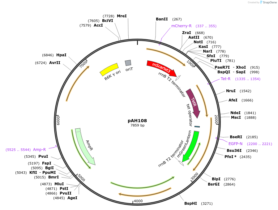 248728-plasmid-map-sequence-id-496758