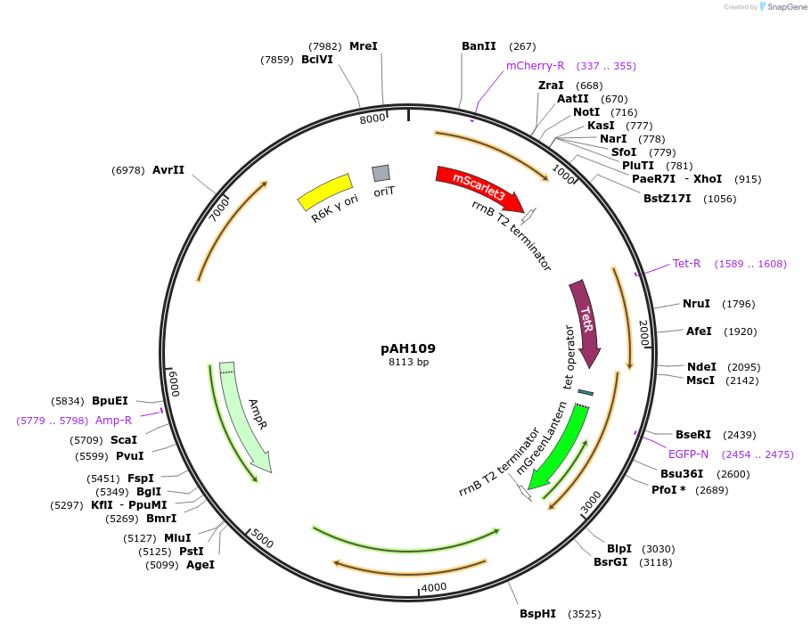 248729-plasmid-map-sequence-id-496760