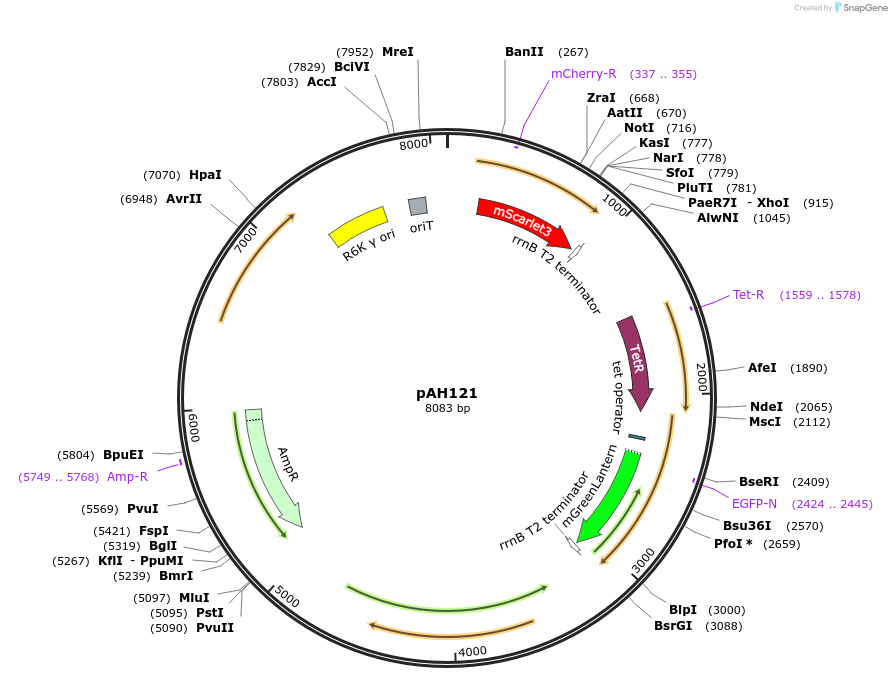 248734-plasmid-map-sequence-id-496763