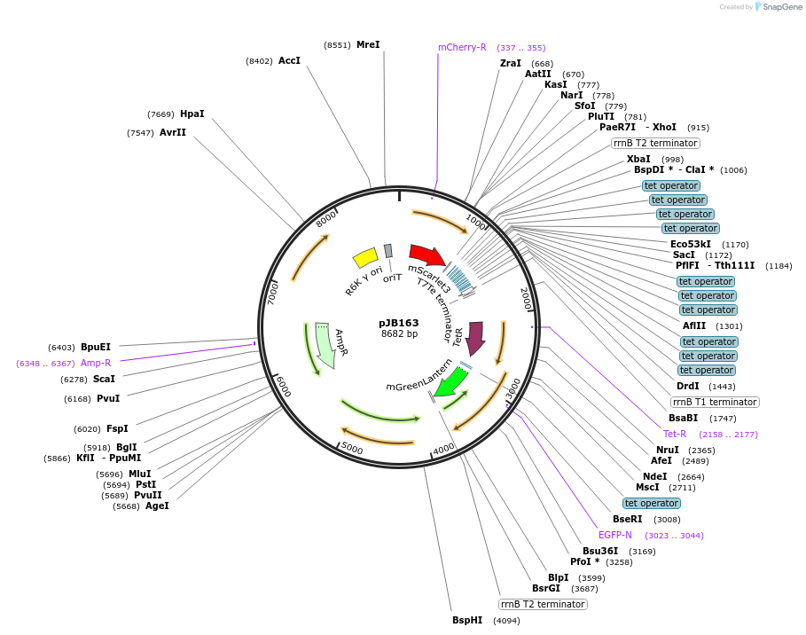 248755-plasmid-map-sequence-id-496765