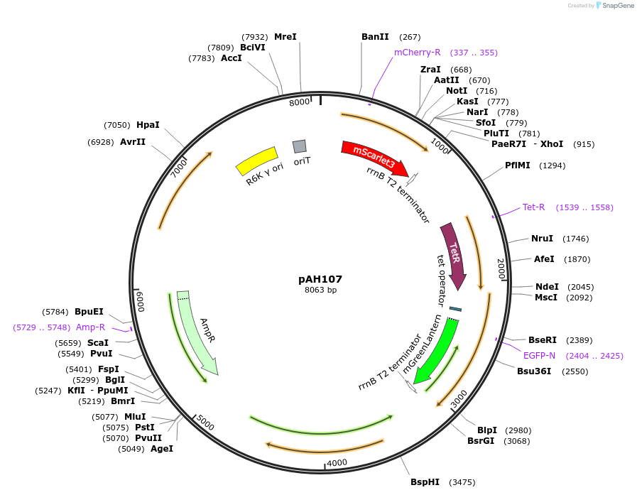 248727-plasmid-map-sequence-id-496769