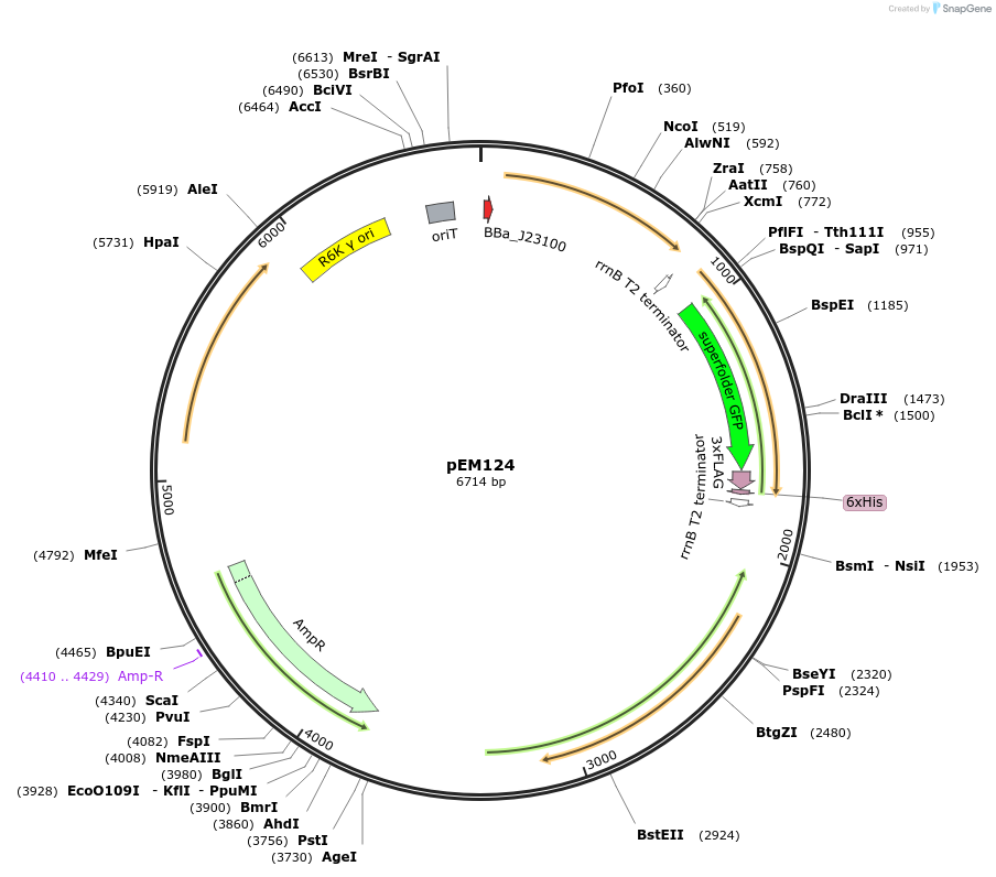 248735-plasmid-map-sequence-id-496774