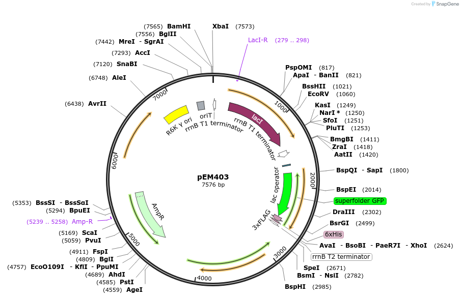 248736-plasmid-map-sequence-id-496776