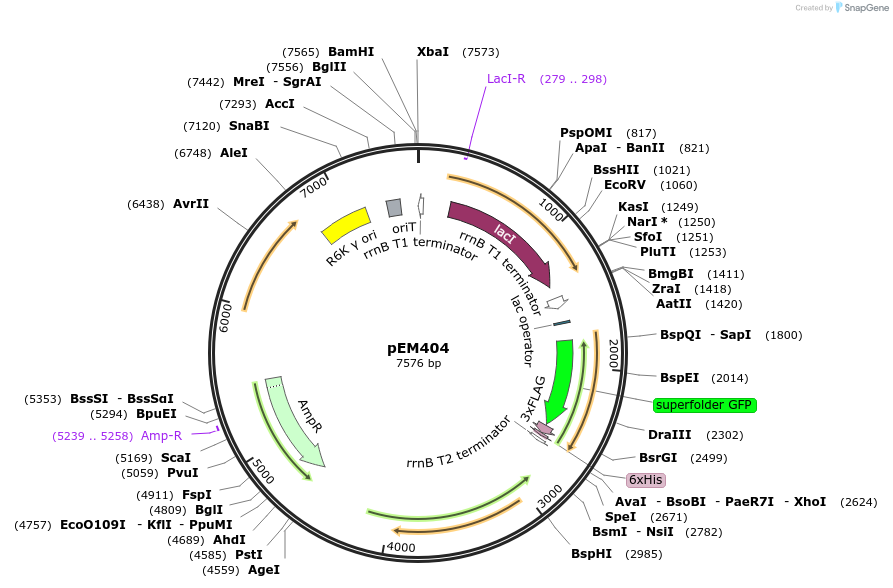 248737-plasmid-map-sequence-id-496778