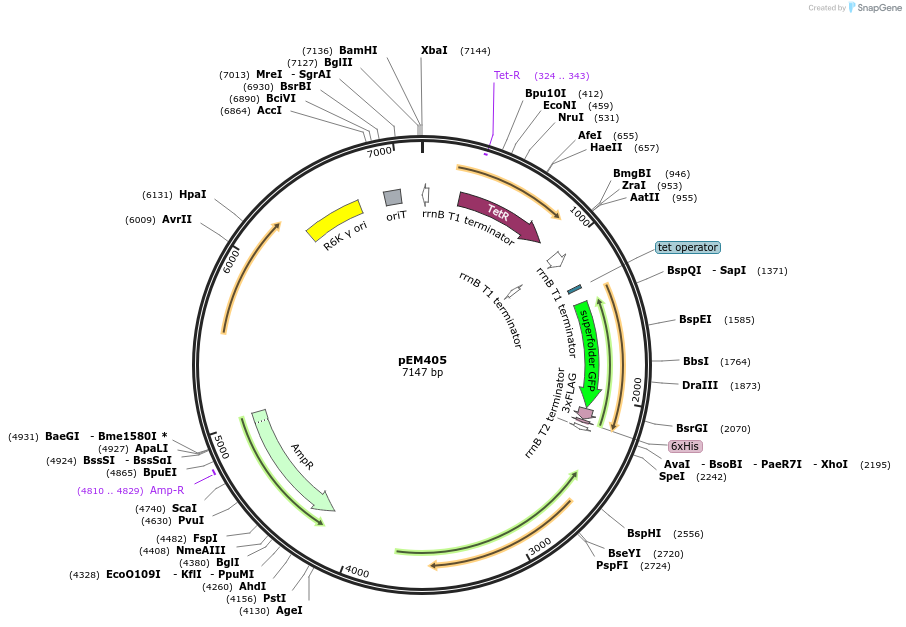 248738-plasmid-map-sequence-id-496780