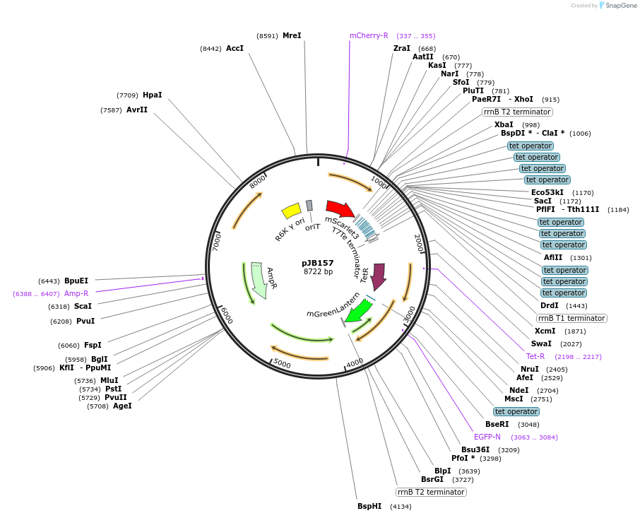 248750-plasmid-map-sequence-id-496784