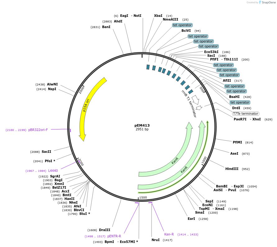 248765-plasmid-map-sequence-id-496787