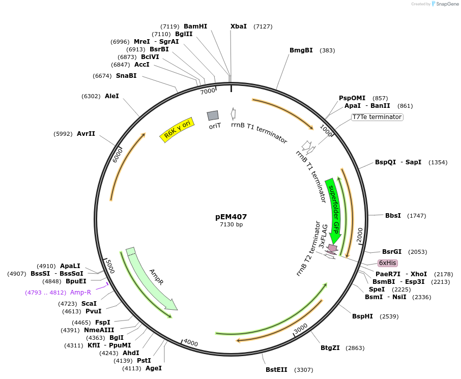 248739-plasmid-map-sequence-id-496789