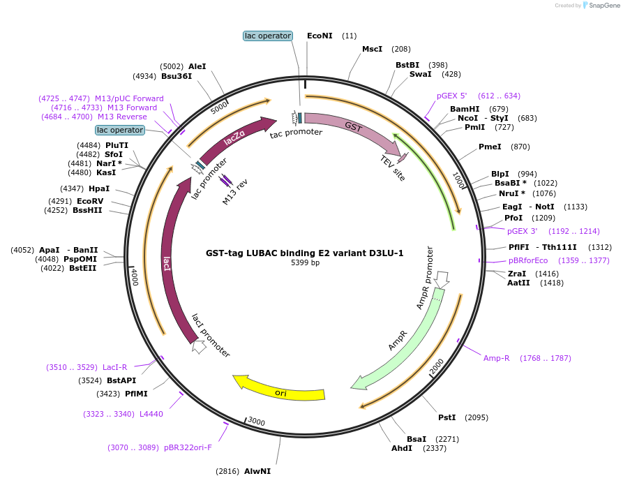 248858-plasmid-map-sequence-id-496798