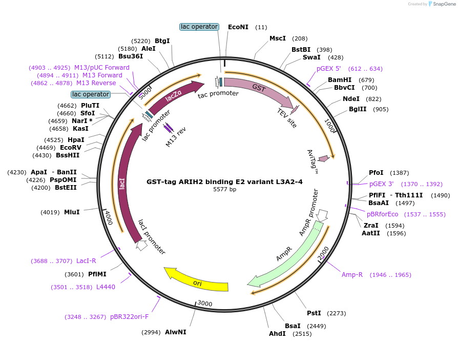 248847-plasmid-map-sequence-id-496801