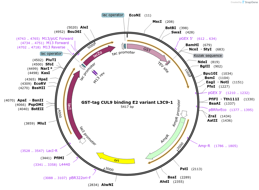 248851-plasmid-map-sequence-id-496803