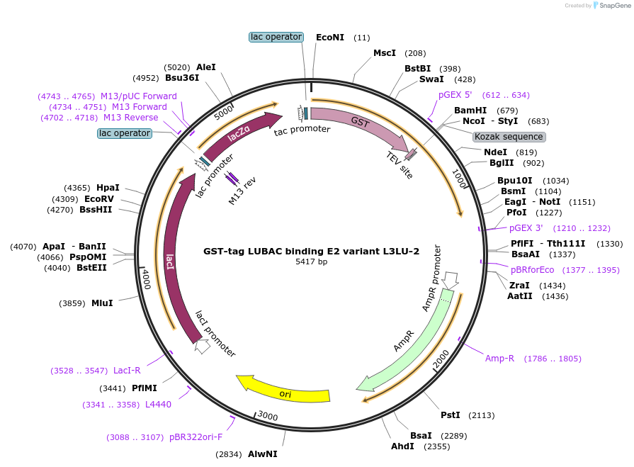 248857-plasmid-map-sequence-id-496818